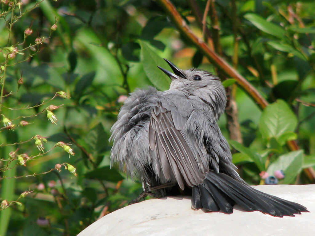 Catbird sunning himself on a ceramic stand