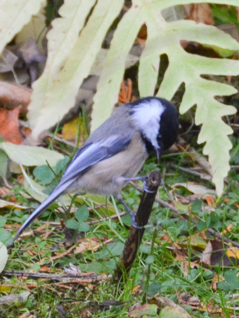 Chickadee finding an old cache