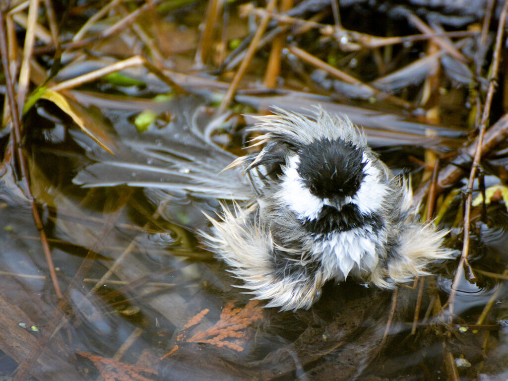 Chickadee bathing in our wildlife pond