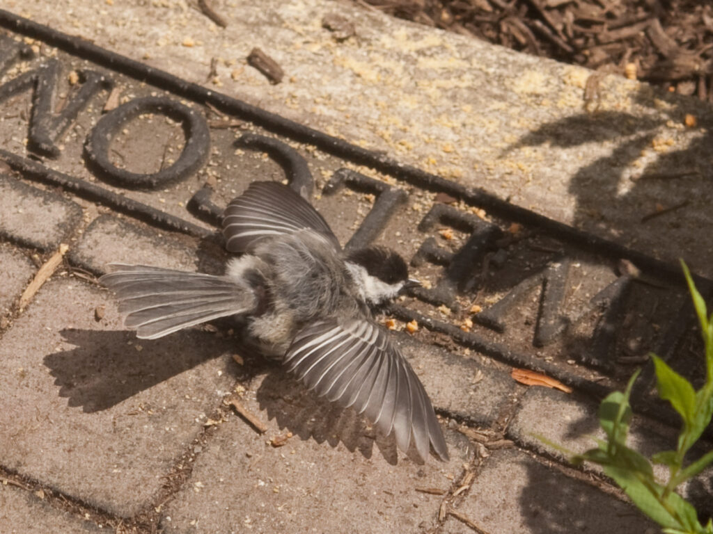 Chickadee sunning himself on our welcome mat