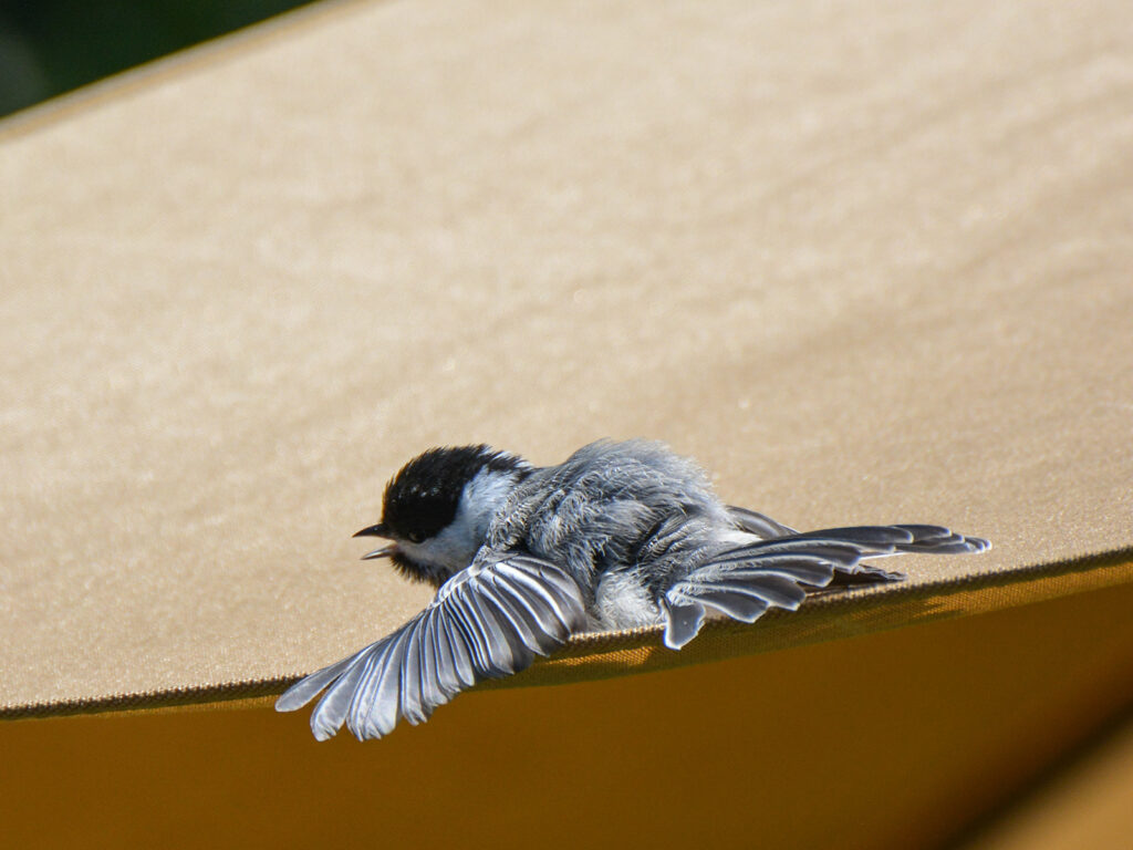 Chickadee sunning on a patio umbrella