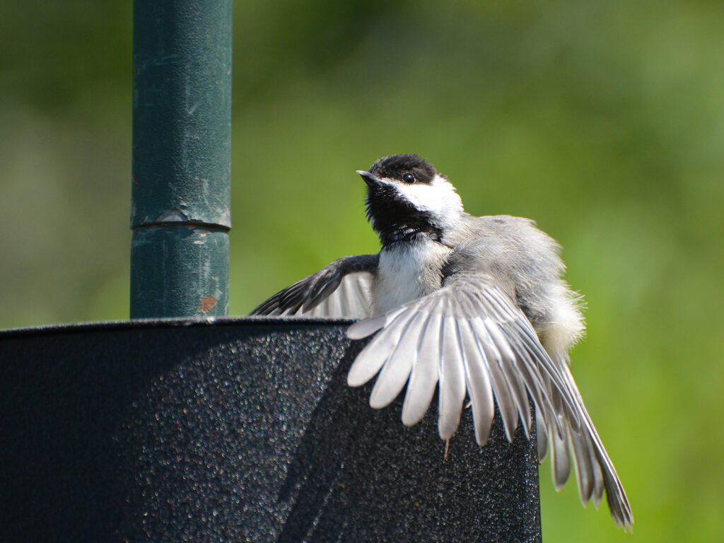 Chickadee sunning on the bird feeder baffle ©Janet Allen