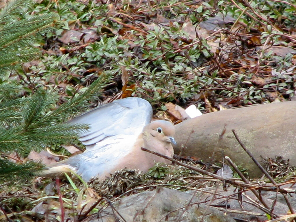 Mourning dove sunning