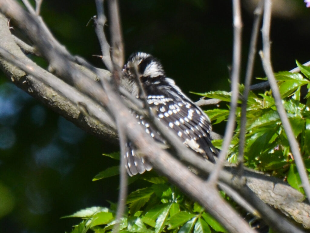 A downy woodpecker sunning on a redbud limb