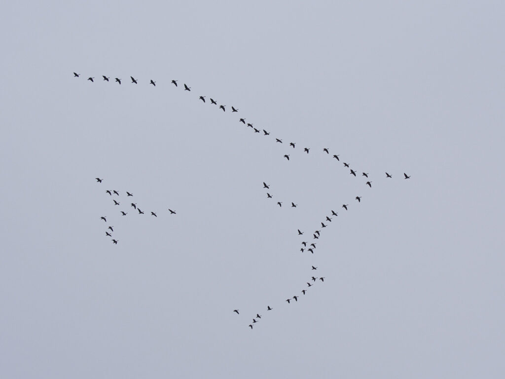 Geese migrating