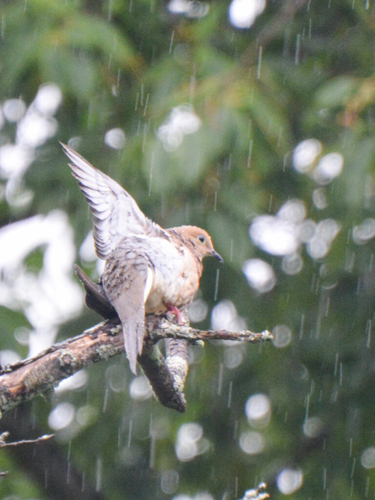 Mourning dove showering