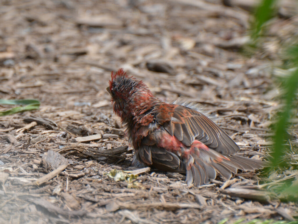 A purple finch sunning himself on our back yard path