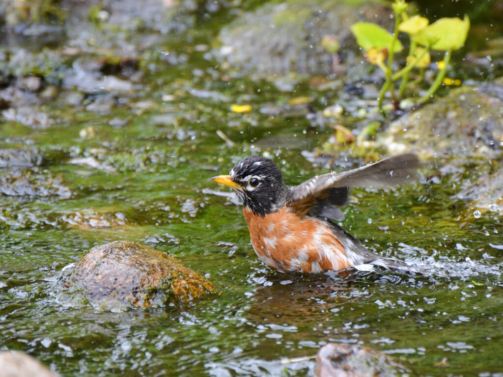 Robin bathing in the stream