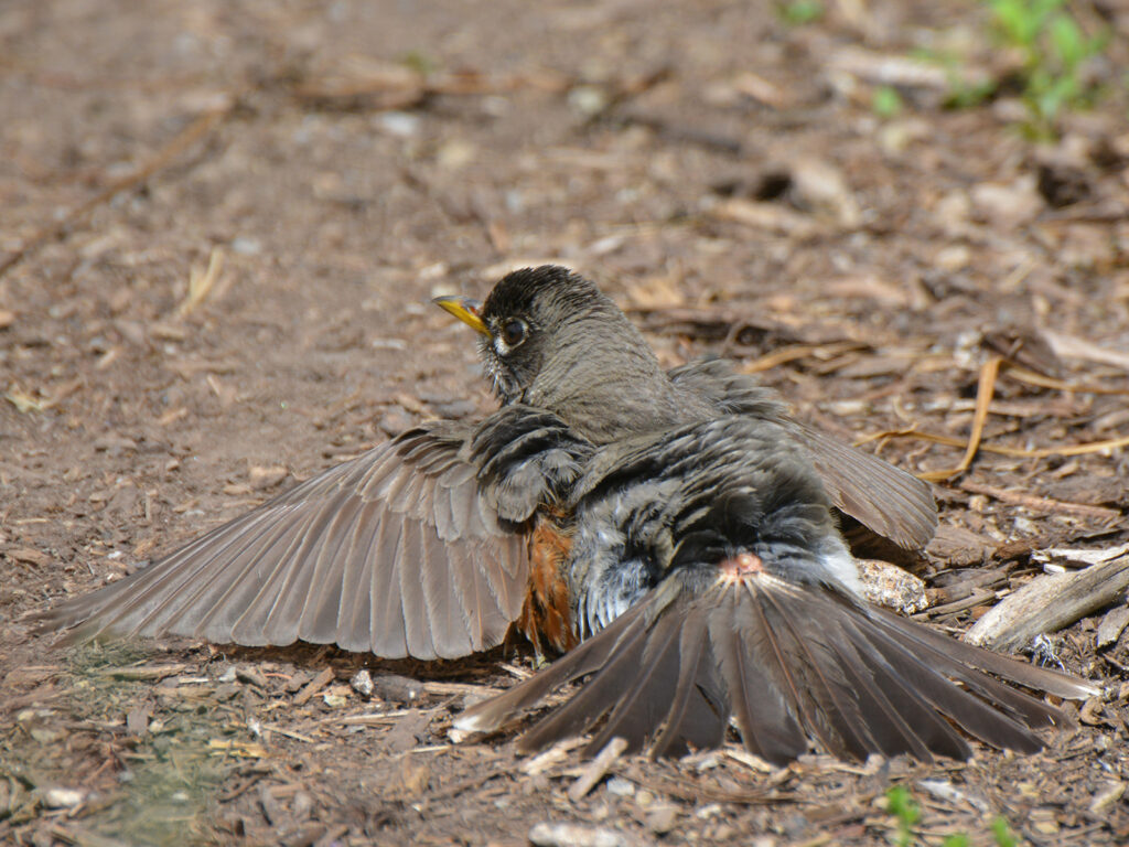 Robin sunning