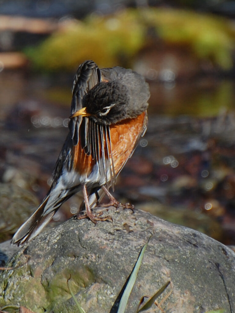 Robin preening