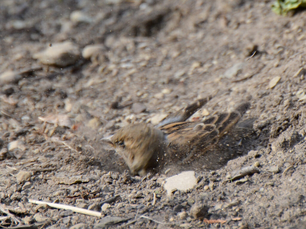 Sparrow taking a dust bath