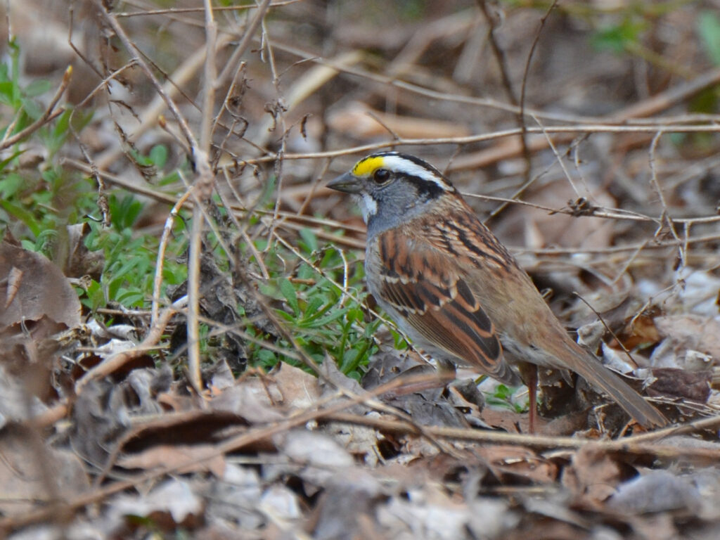 White-throated sparrow foraging for food