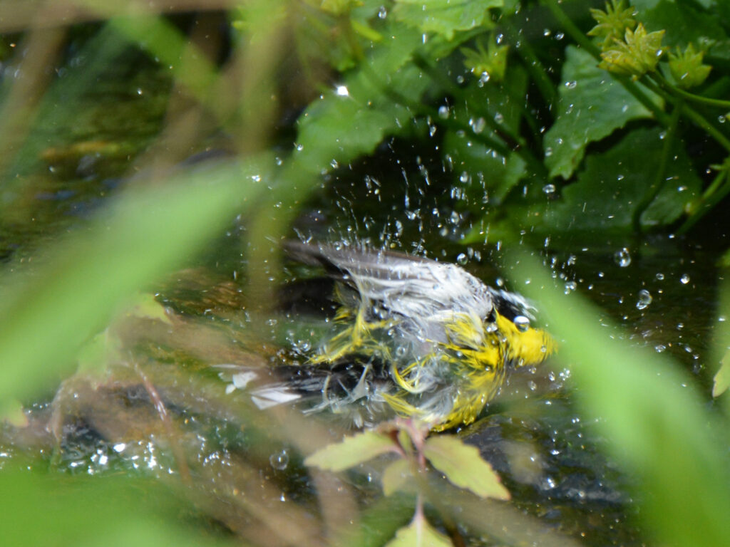 Yellow-rumped warbler bathing in the stream