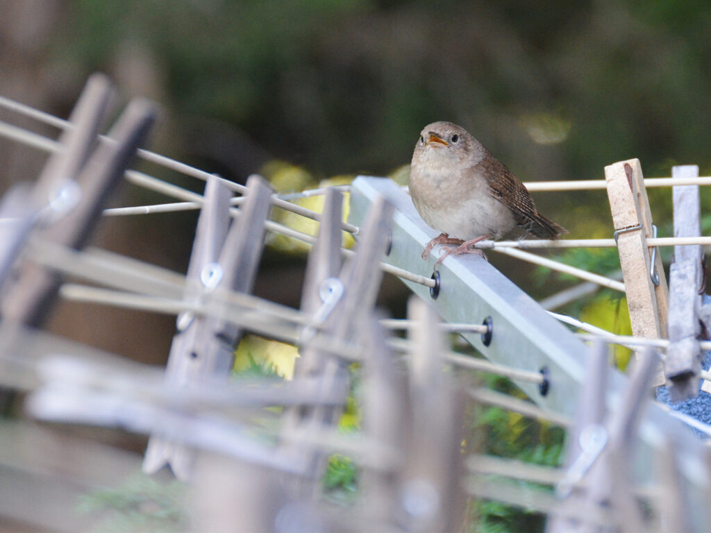 Wren scolding me while I was hanging laundry