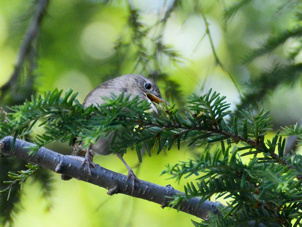 Wren scolding from a branch