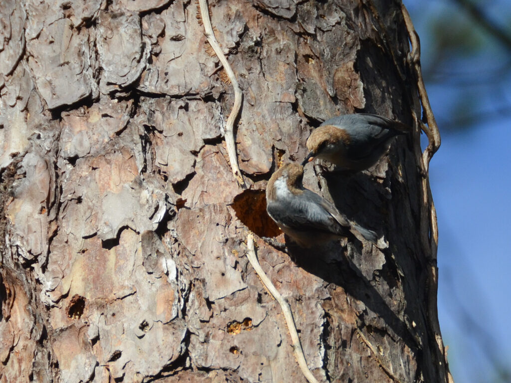 Brown-headed nuthatch courting