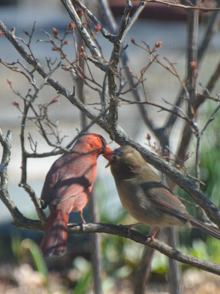 Cardinals courting