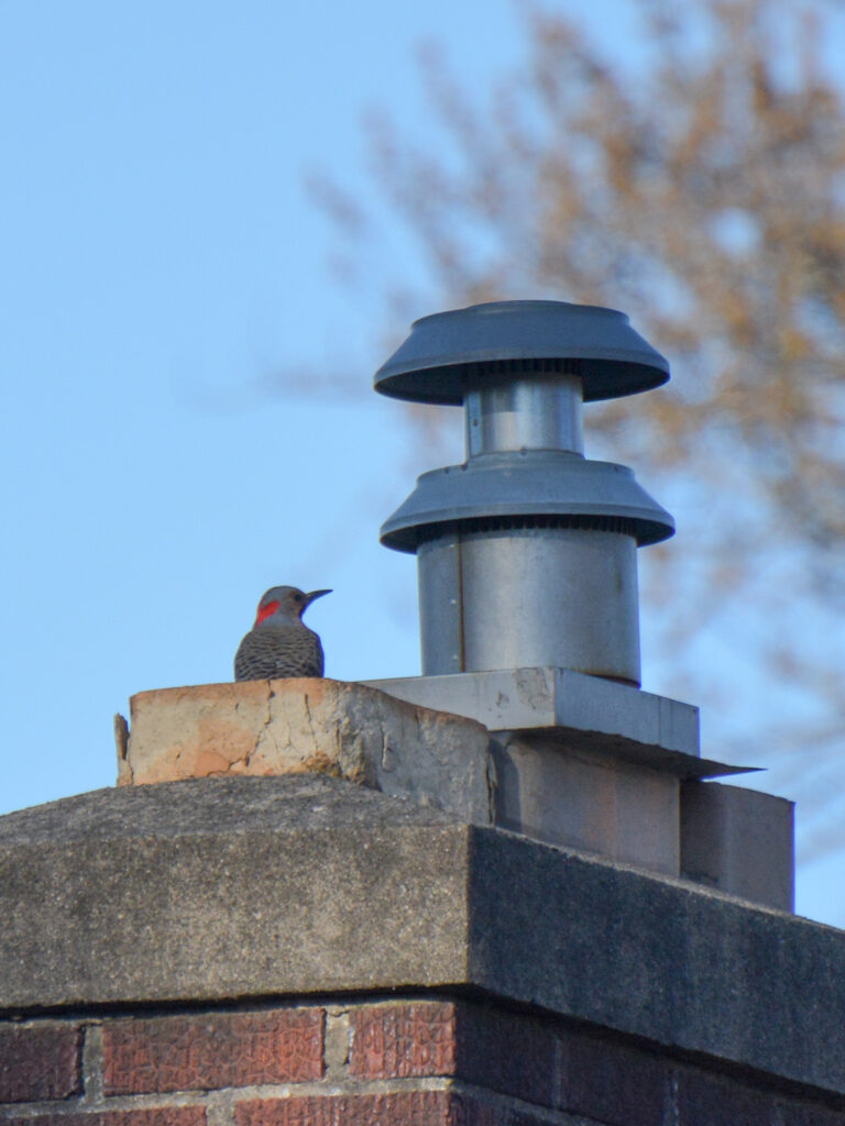 Flicker drumming on chimney to attract a mate