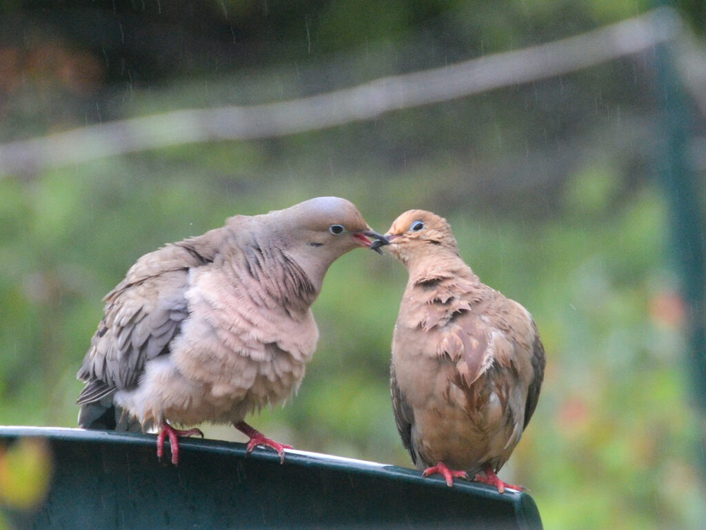 Mourning doves courting