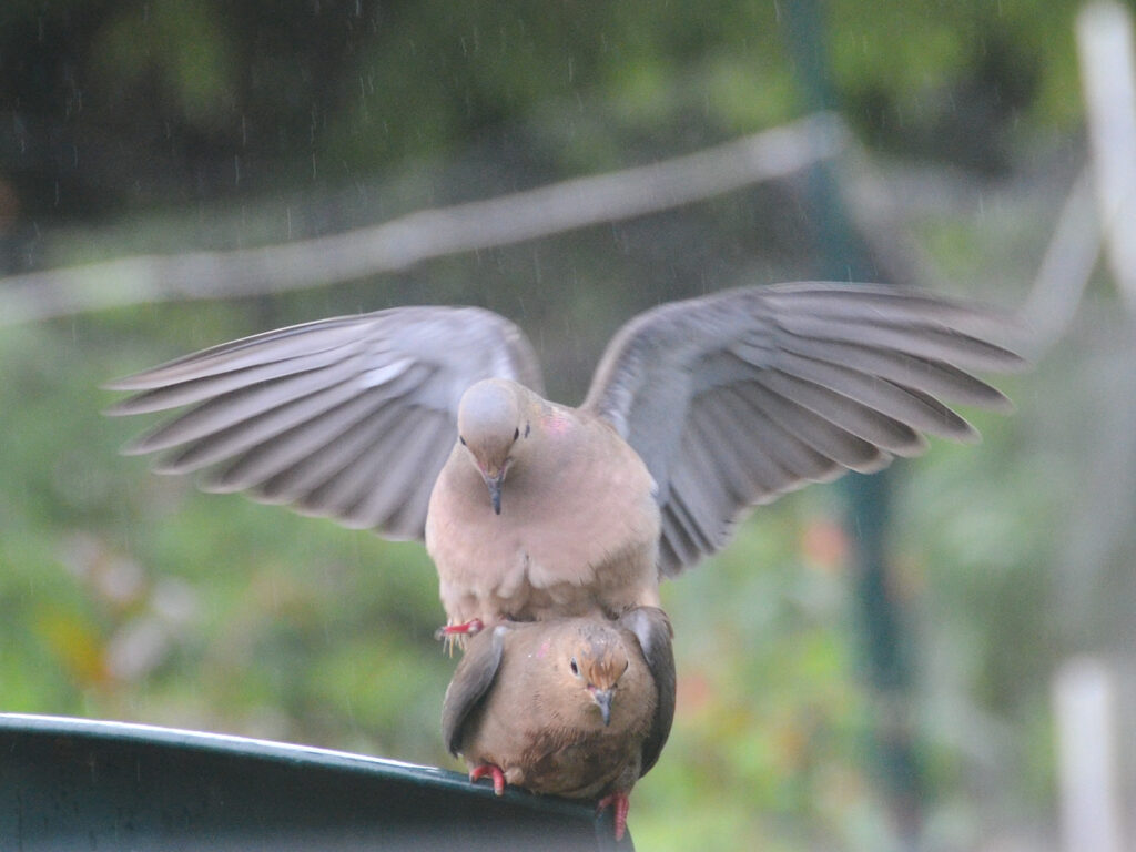 Mourning doves mating