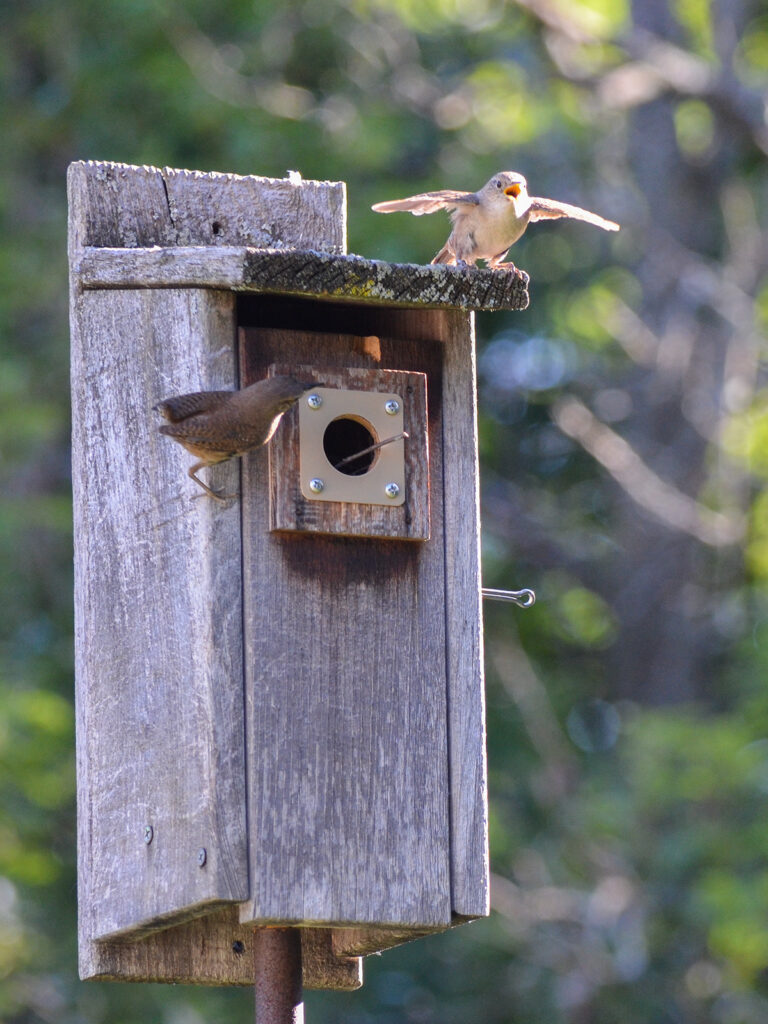 Female wren choosing a nest box