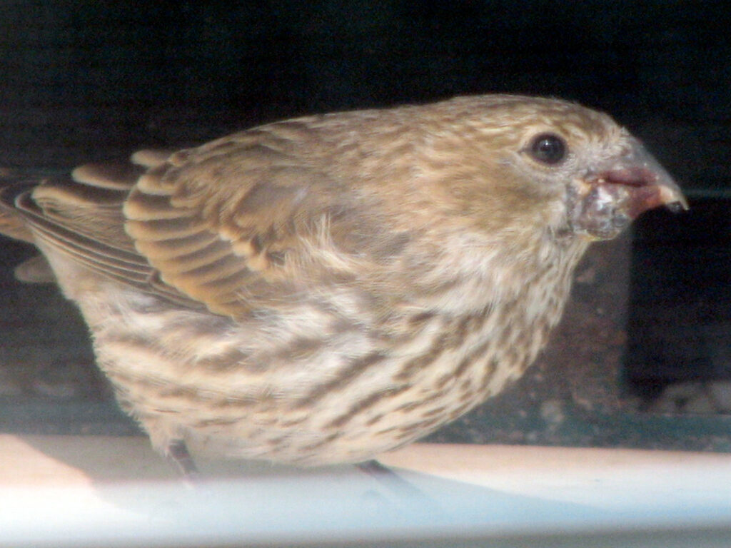 Beak problem in 2008