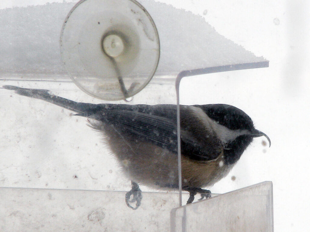 Chickadee with beak deformity