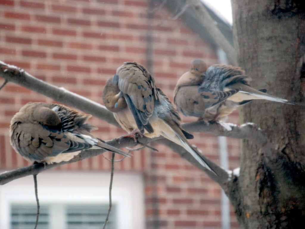 Doves perching on a maple tree