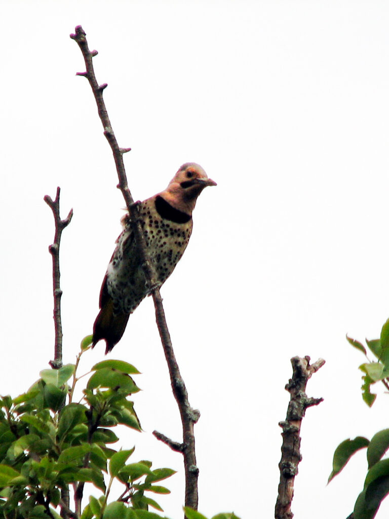 Flicker perching at the top of pear tree