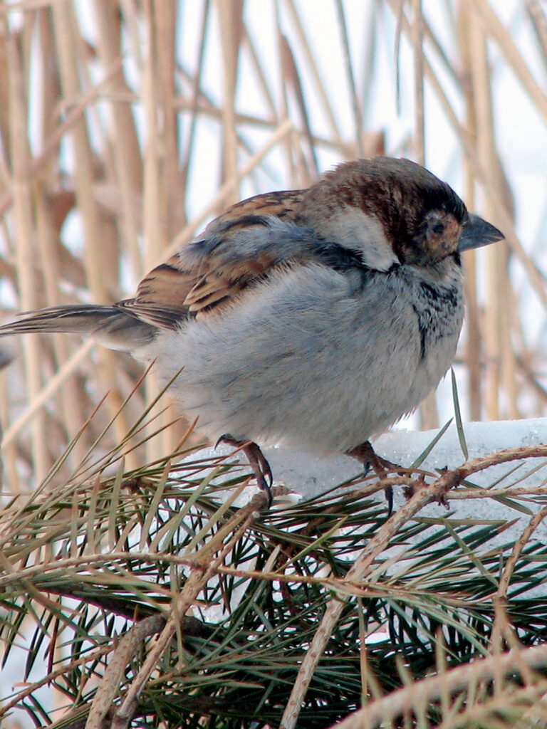 House sparrow with eye disease