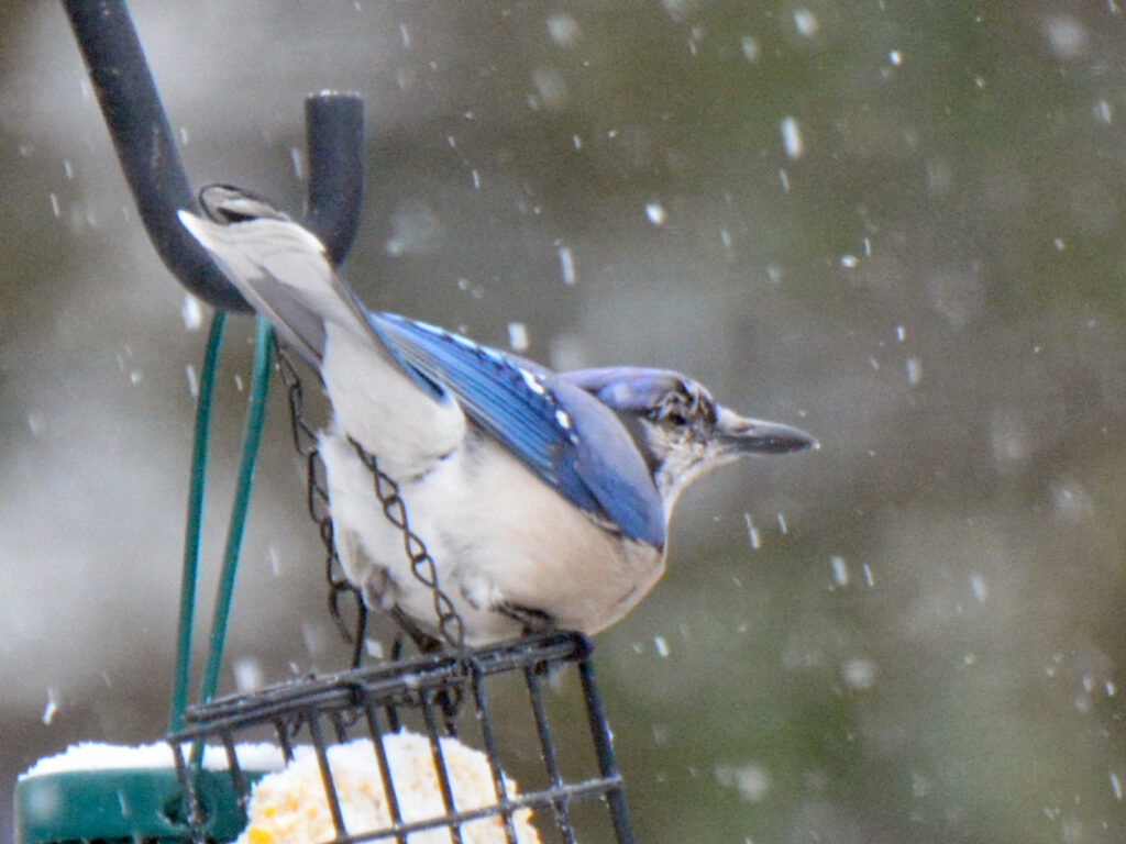 Blue jay with eye disease