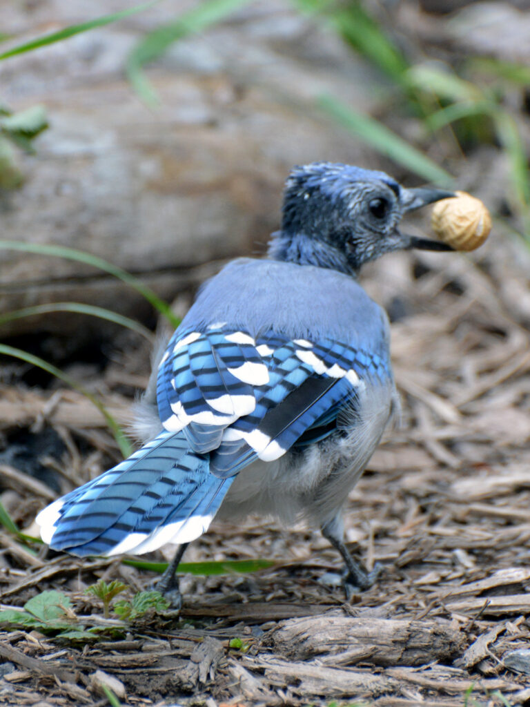 Blue jay with balding head