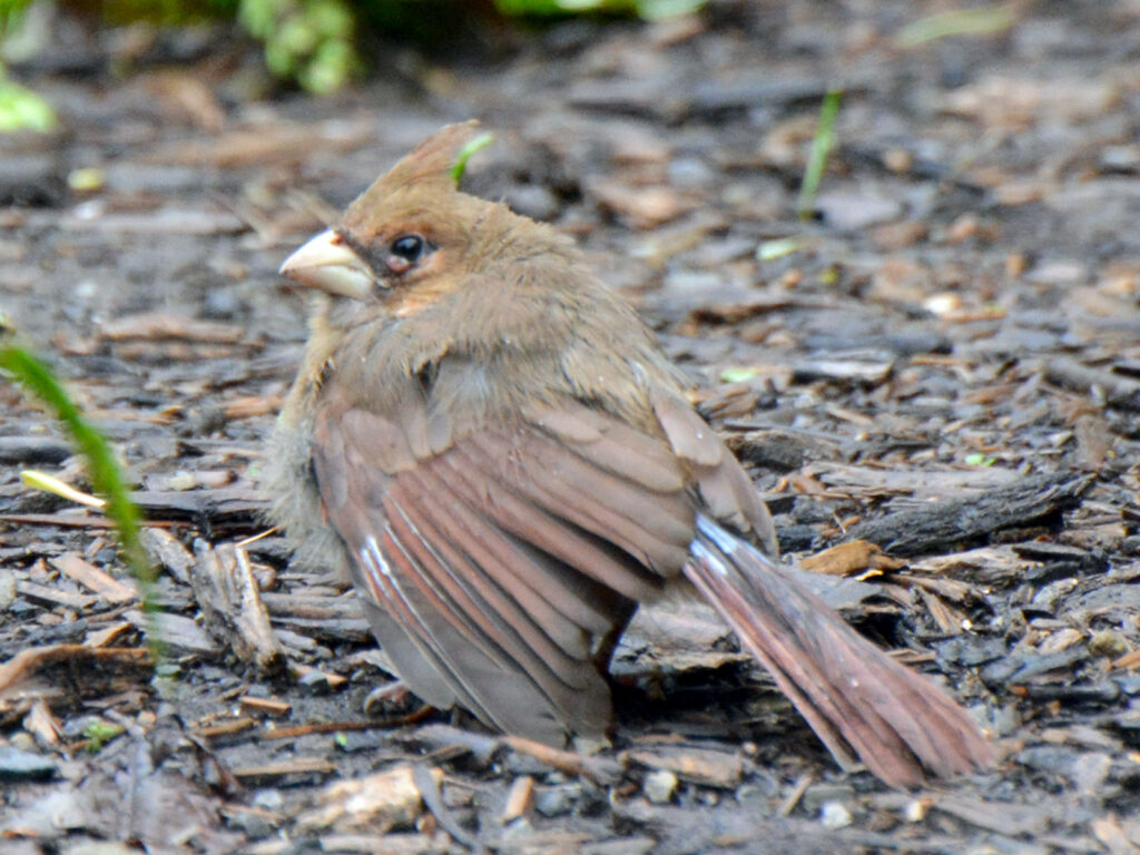 Sick cardinal with a possible eye problem