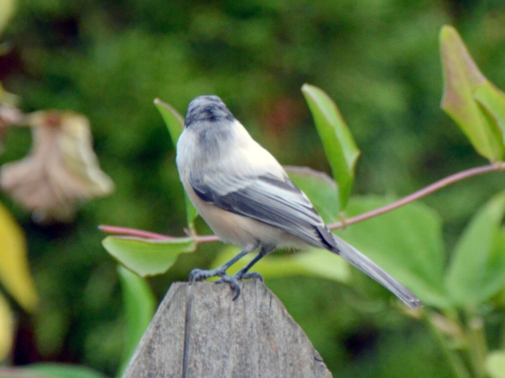 Leucism in a chickadee