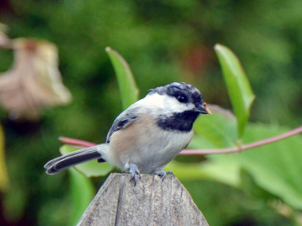 Leucism in a chickadee