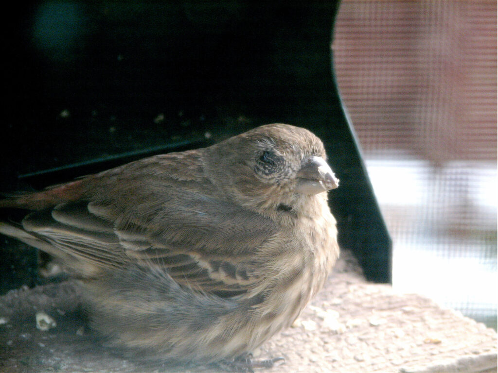 House finch eye disease