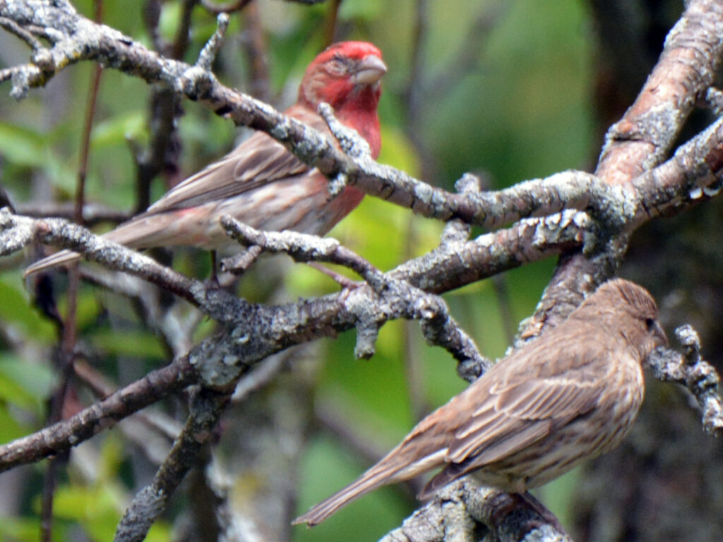 House finch eye disease