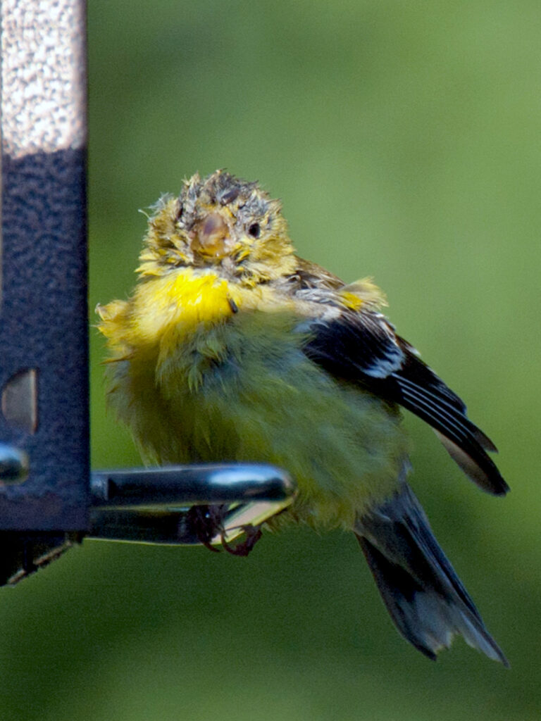 Goldfinch with eye disease