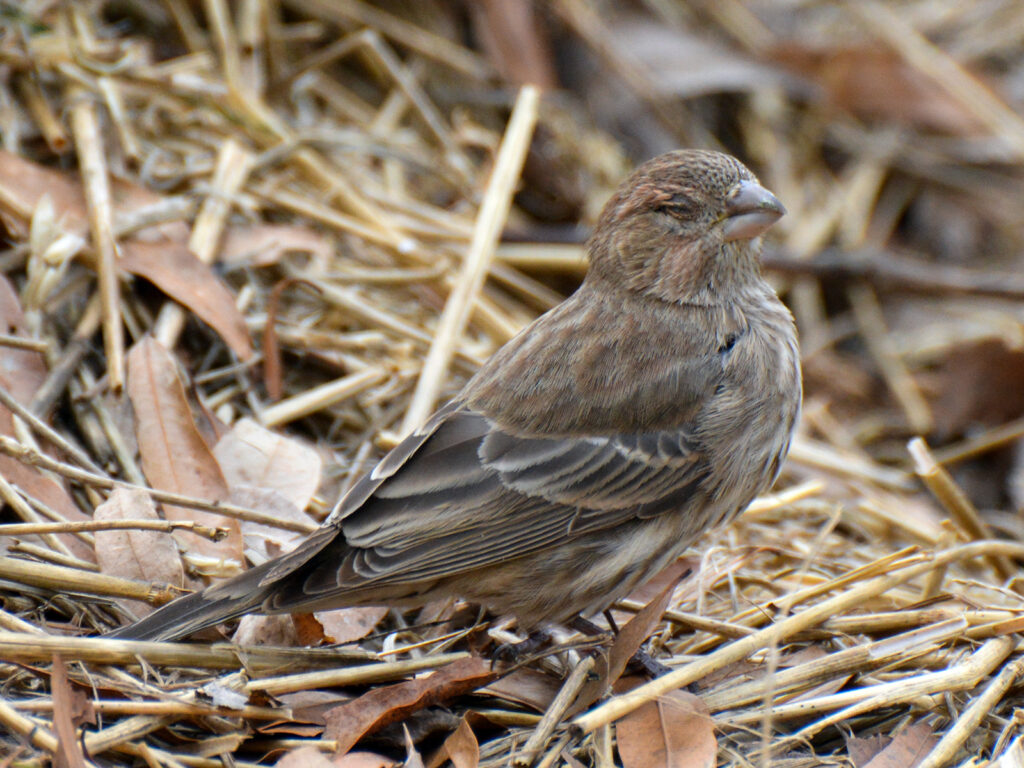 House finch with eye disease