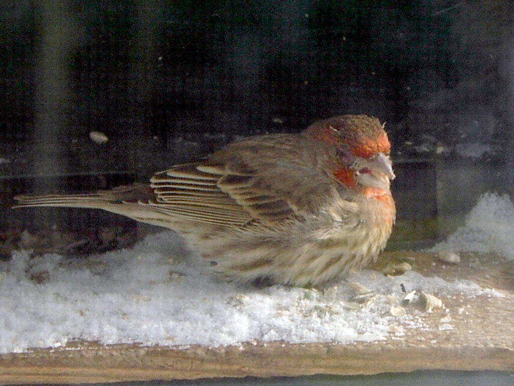 House finch eye disease