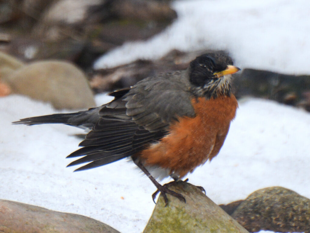 Robin with eye disease