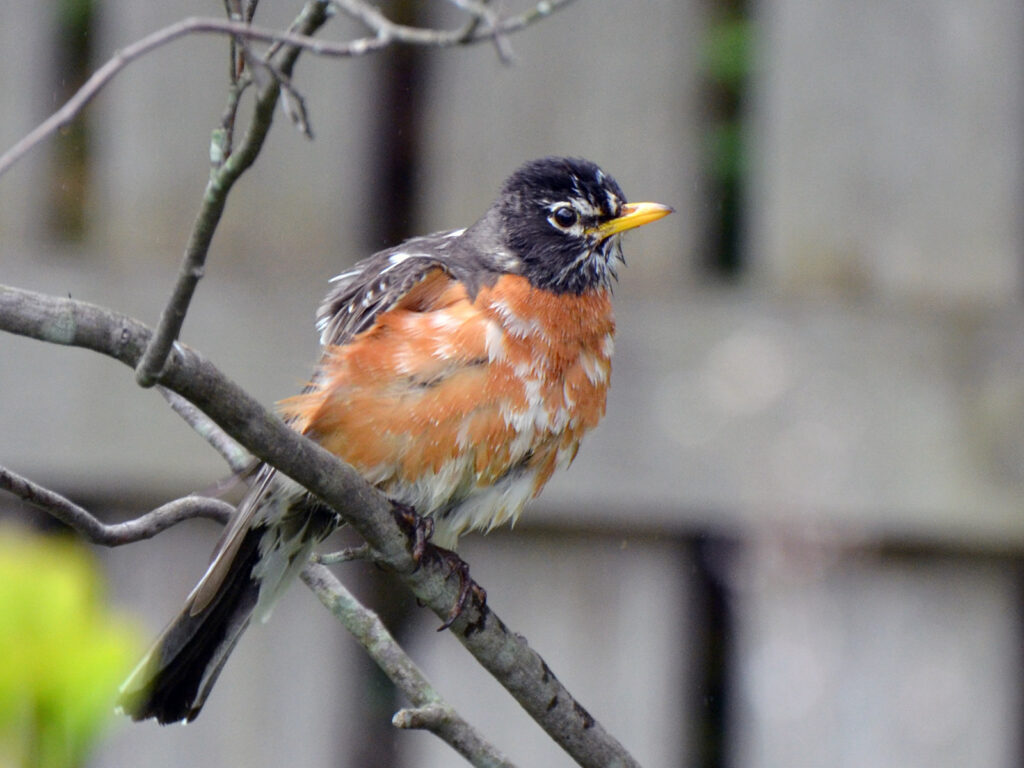 Leucism in a robin