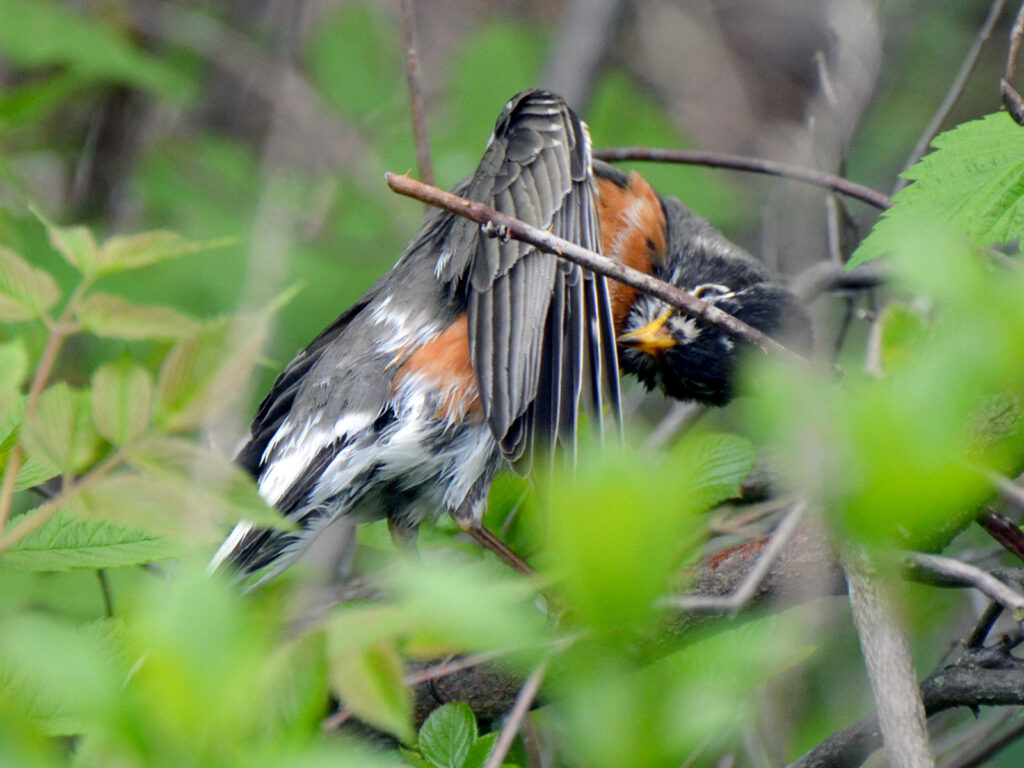 Leucism in a robin