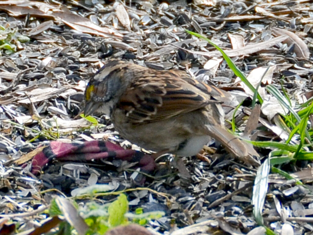 White-throated sparrow with eye disease
