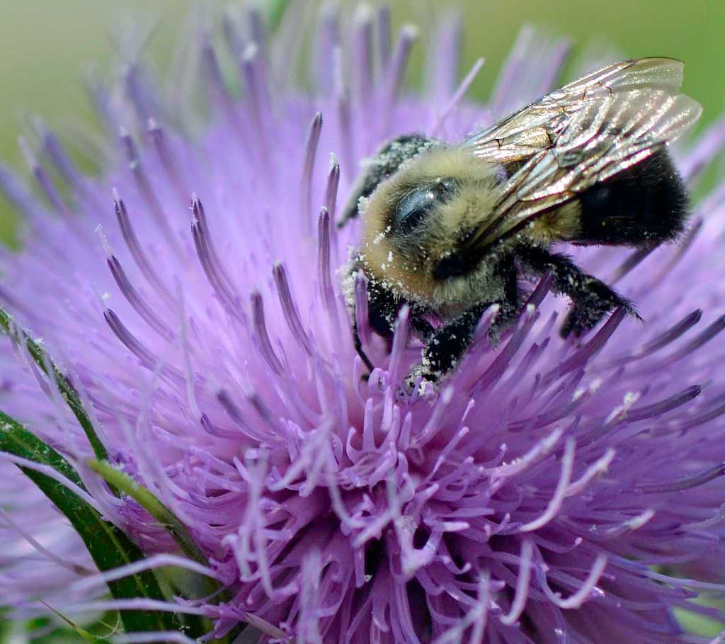 Bee on thistle flower