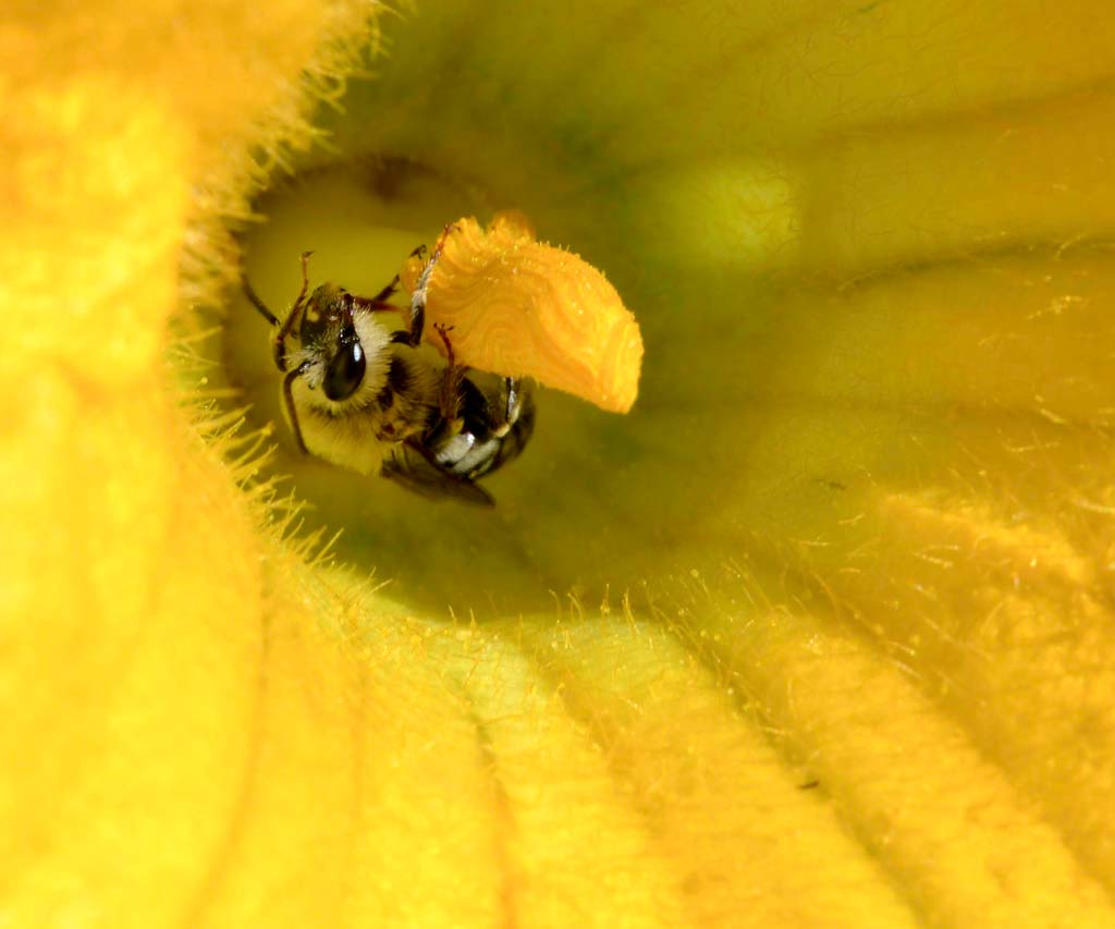 Squash being pollinated