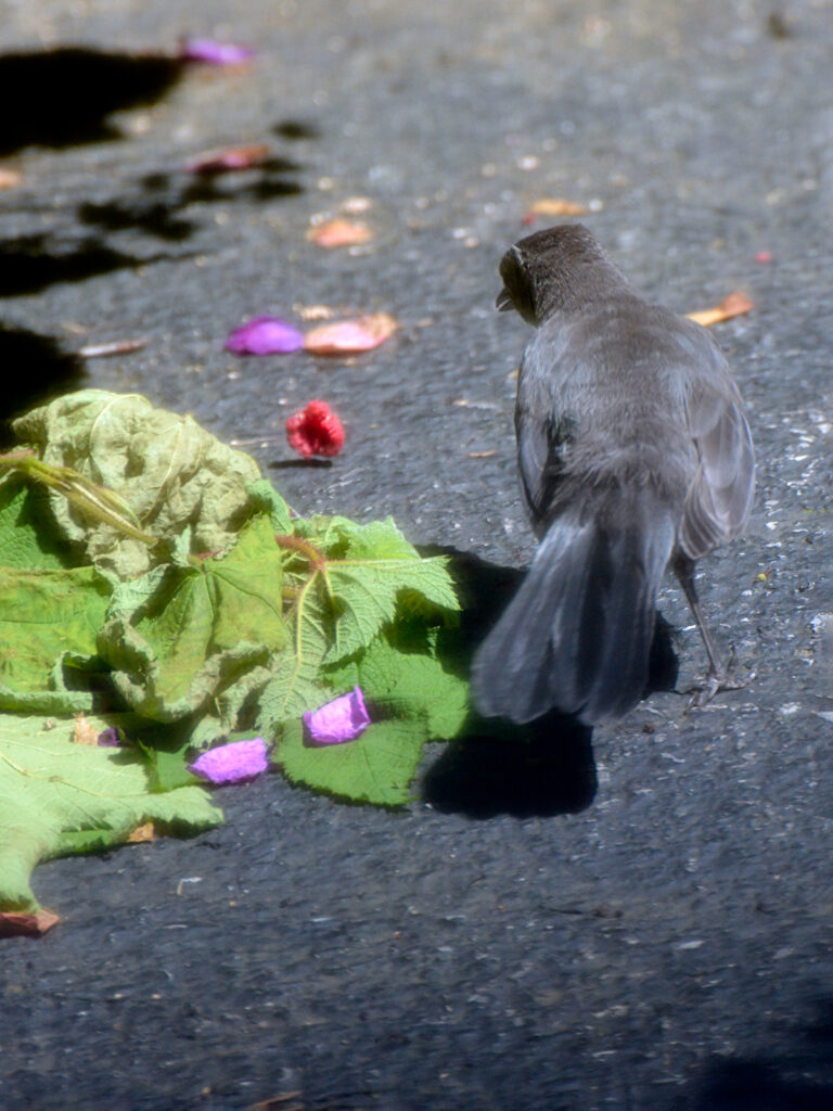 Catbird eating a flowering raspberry