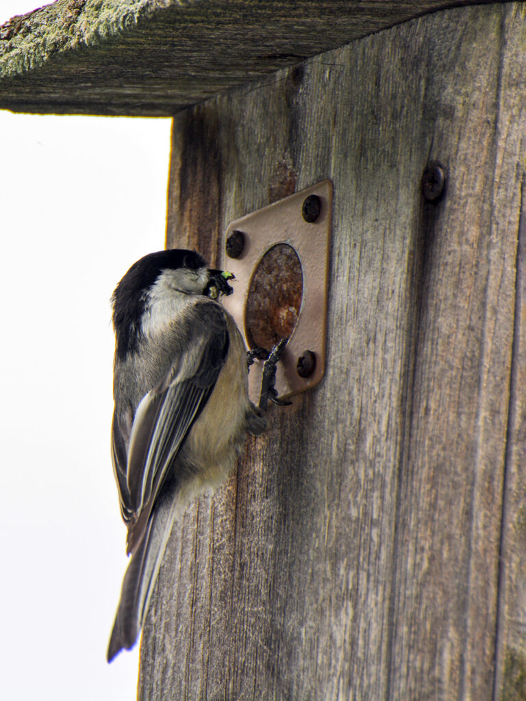 Chickadee feeding caterpillars to its babies