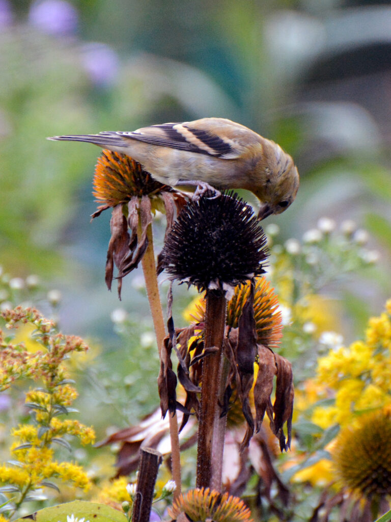 Goldfinch eating seeds