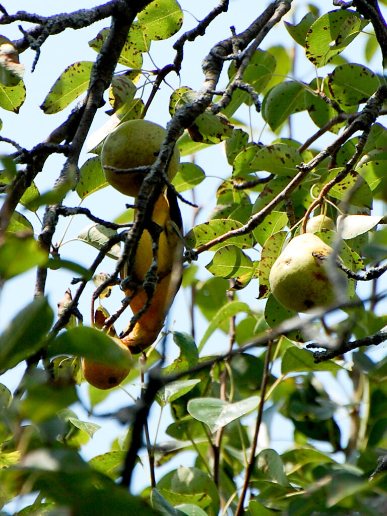Oriole eating our pear
